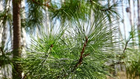 Spruce branch Stock Footage 125021963