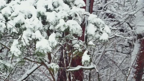 Spruce branch in the forest during a snowfall 스톡 동영상 231775454