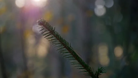 A Spruce branch in a forest with a spider web, shot against sun Stock-Footage 94564693