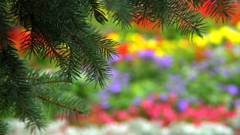 Spruce branch frames Stock Footage 137661197