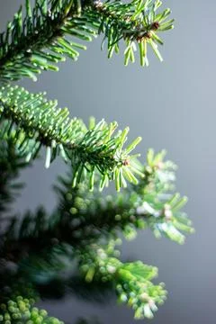 Spruce branch on a gray background. Backlight Stock Photos