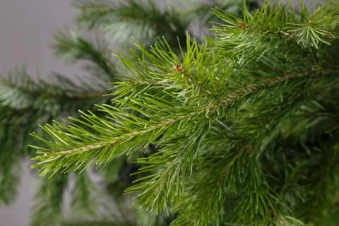 Spruce branch on a gray background Stock Photos