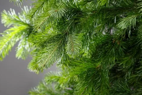 Spruce branch on a gray background Stock Photos