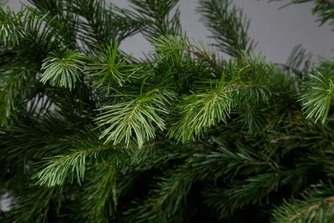 Spruce branch on a gray background Stock Photos