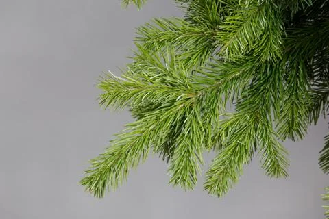 Spruce branch on a gray background Stock Photos