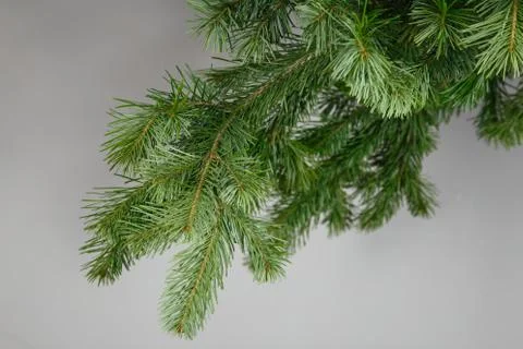 Spruce branch on a gray background Stock Photos