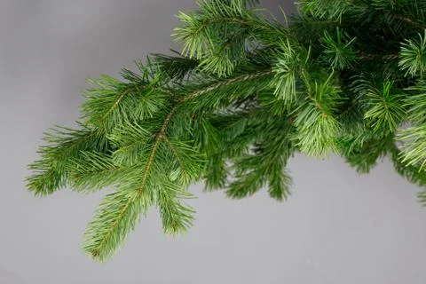 Spruce branch on a gray background Stock Photos