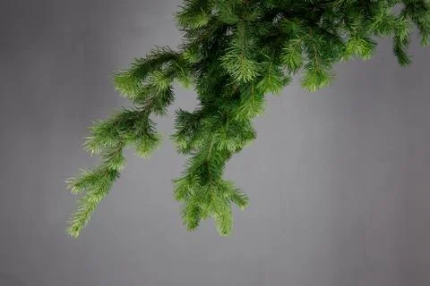 Spruce branch on a gray background Stock Photos