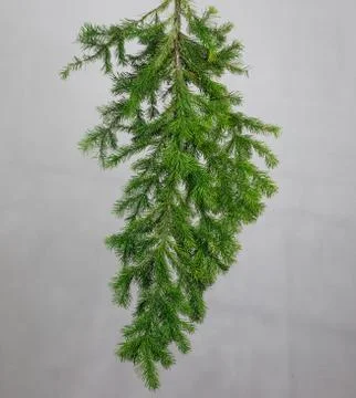 Spruce branch on a gray background Stock Photos