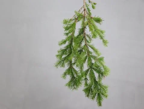 Spruce branch on a gray background Stock Photos