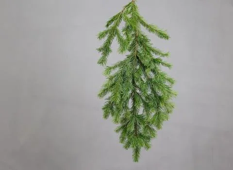Spruce branch on a gray background Stock Photos