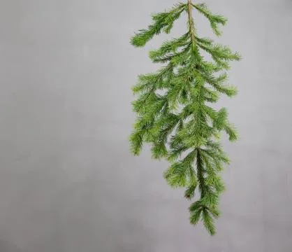 Spruce branch on a gray background Stock Photos