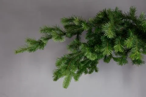 Spruce branch on a gray background Stock Photos