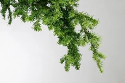 Spruce branch on a gray background Stock Photos