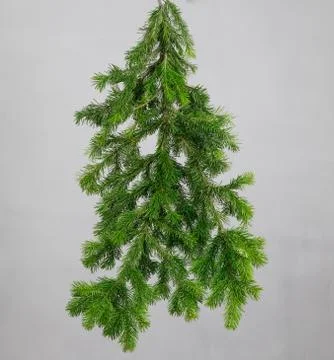 Spruce branch on a gray background Stock-Fotos