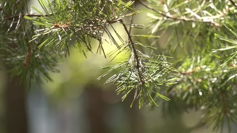 Spruce branch with green cones. Stock-Footage 296086816