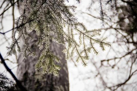 Spruce branch in the ice Stock Photos