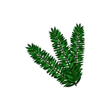 Spruce branch Stock Illustration