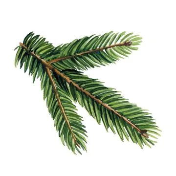 Spruce branch isolated on a white background, evergreen tree, fir, hand painted Stock Illustration