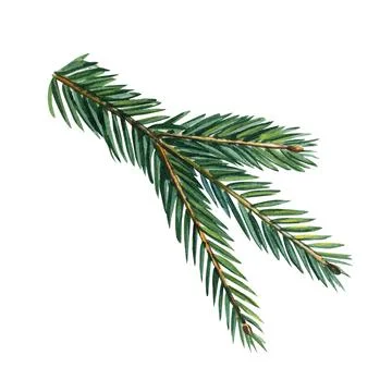Spruce branch isolated on a white background, hand painted watercolor Stock Illustration