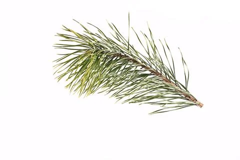 Spruce branch on a light background Stock Photos