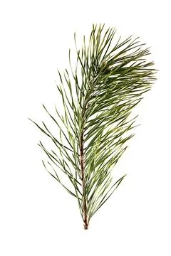 Spruce branch on a light background Stock Photos