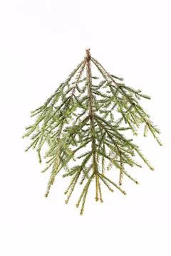 Spruce branch on a light background Stock Photos