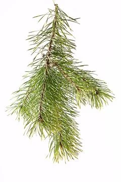 Spruce branch on a light background Stock Photos