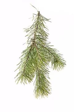 Spruce branch on a light background Stock Photos