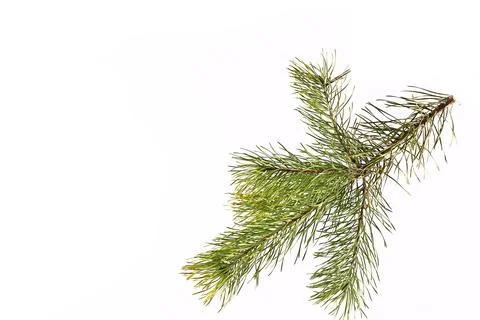 Spruce branch on a light background Stock Photos