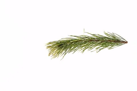 Spruce branch on a light background Stock Photos