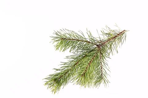 Spruce branch on a light background Stock Photos