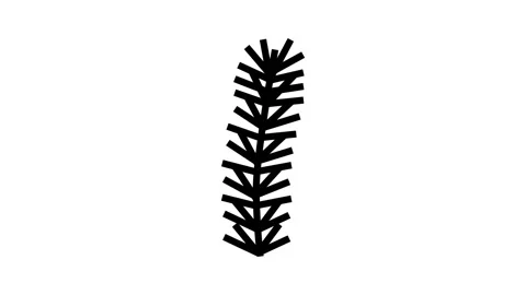 Spruce branch line icon animation Stock Footage 224355196