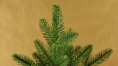 Spruce branch on a monochromatic background. Stock Photos
