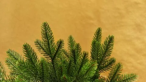 Spruce branch on a monochromatic background. Foto stock