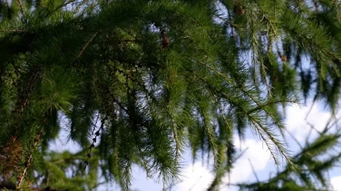 A spruce branch moves in the wind. Branch of a tree. Blue sky. 4k Stock Footage 161491458