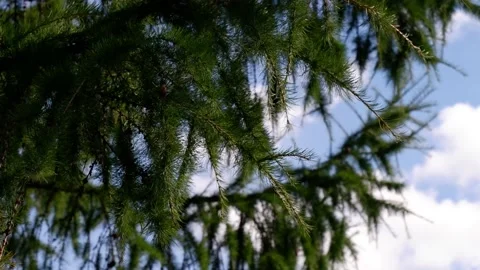 A spruce branch moves in the wind. Branch of a tree. Blue sky Stock Footage 163907859