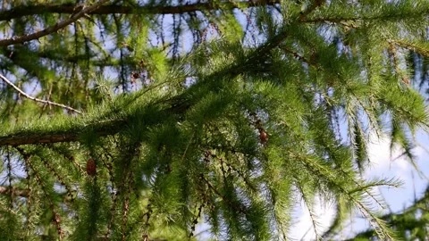 A spruce branch moves in the wind. Branch of a tree. Blue sky. 4k Stock Footage 164554916