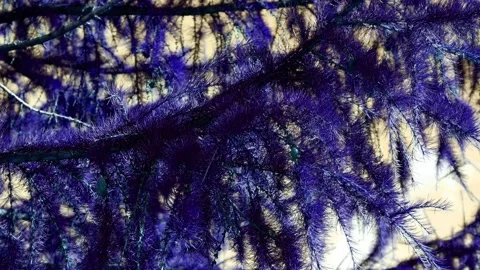 A spruce branch moves in the wind. Branch of a tree. Blue sky. 4k Stock Footage 166851904