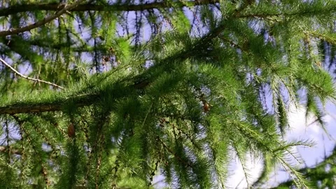 A spruce branch moves in the wind. Branch of a tree. Blue sky. 4k Stock Footage 169646227