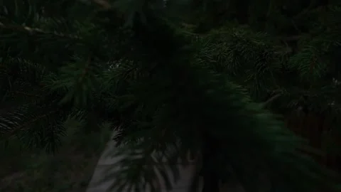 Spruce branch in the park close up Stock Footage 146627315