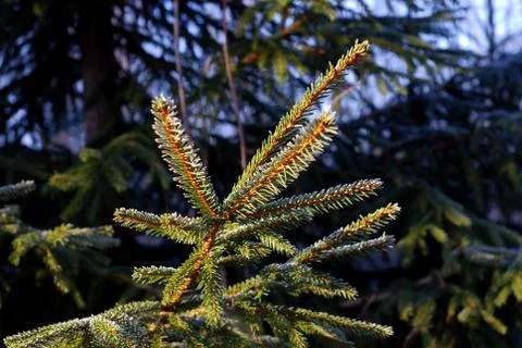 Spruce branch Stock Photos
