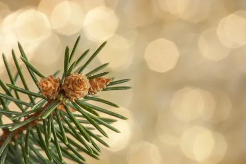 Spruce branch Stock Photos