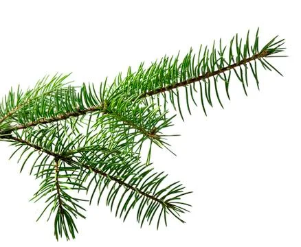 Spruce branch Foto stock
