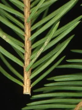 Spruce branch Stock Photos