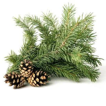 Spruce branch Stock Photos