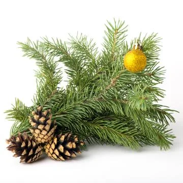 Spruce branch Stock Photos