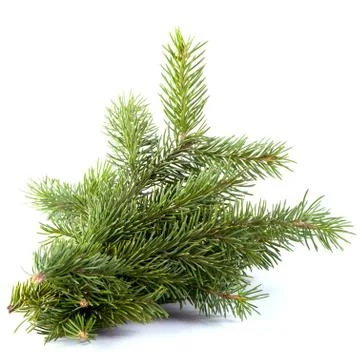 Spruce branch Foto stock