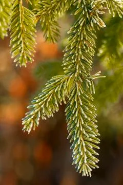 Spruce branch Stock Photos