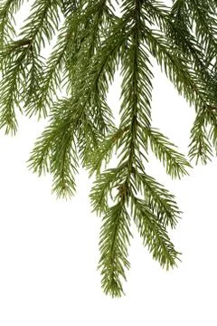 Spruce branch Foto stock
